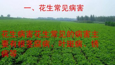 种植常见的病虫害及其防治措施 花生种植过程中的病虫害