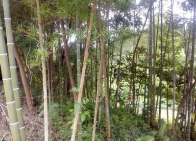 雷竹亩产量多少斤 雷竹笋一般亩产多少