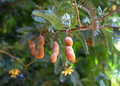 酸角是水果吗 是什么季节的水果