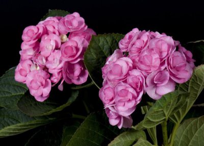 臭绣球花开花时间 臭绣球花怎么养才开花