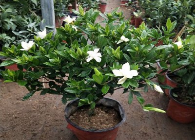 棒棒糖栀子花怎么修剪 栀子花怎样打造棒棒糖和施肥