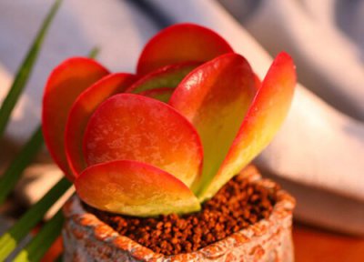 多肉唐印的养殖方法和注意事项 唐印植物的养护方法