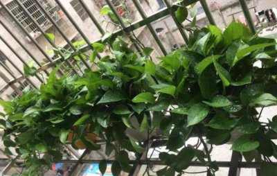 绿萝叶子长黑斑怎么办 叶子上全是黑斑定期喷点叶片油光