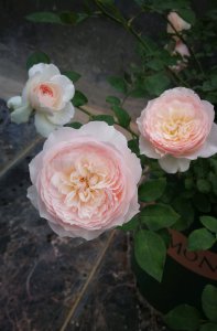 日和月季花的优缺点 灌木月季品种日和在广东好养吗