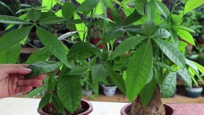 发财树喜欢阳光吗 养殖发财树要注意3怕2不喜