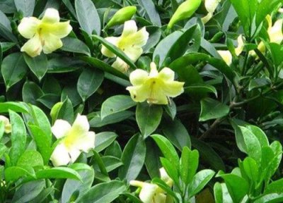 灰莉开花时间 灰莉怎么养才开花