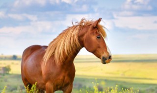 属马在2023年运势 属马2023年运势及运程2023年出生