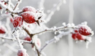 立冬如何正确养生 立冬后怎么养生