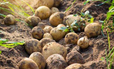 马铃薯空心的原因及防治方法 土豆空心是什么原因造成的