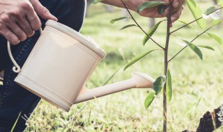 公孙树怎么养才旺盛 公孙树如何养才旺盛