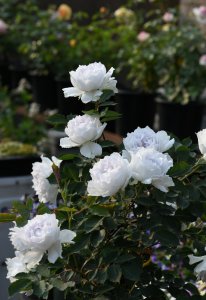 加百列大天使月季优缺点介绍 长多高 香味及耐晒性如何