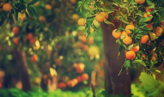 桔子冬天怎么种植 桔子树冬天的种植方法