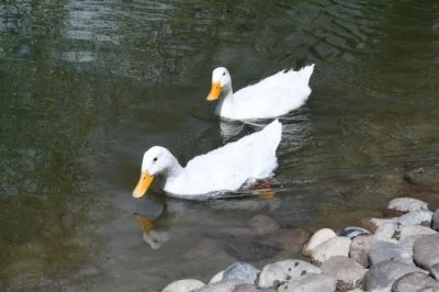 白条鸭为什么那么便宜 白条鸭市场价格和饲料配方