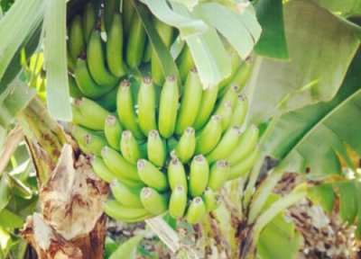 一天吃多少 香蕉一天吃几个最好