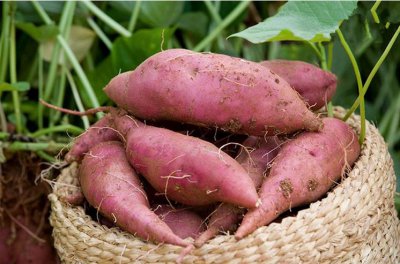 地老虎用什么农药防治最好 棉花、玉米、红薯地老虎防治