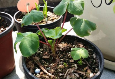 怎么杀死土壤里的虫子 夏天土壤杀害虫的好方法介绍