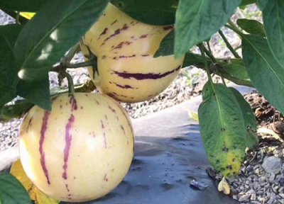 人参果成熟时间 人参果什么时候成熟