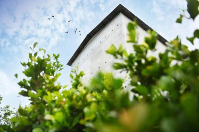 燕窝怎么来的形成的 燕窝为什么带有杂毛