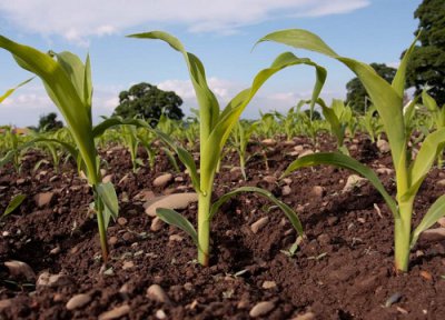 玉米苗后用除草剂几个叶打最好 除草剂什么时候打效果好