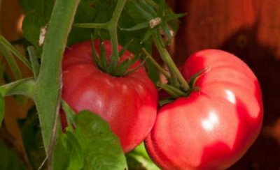 西红柿青枯病的发病原因 青枯病发病图片及预防治疗