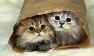 猫咪名字简单气质好听 简单气质好听的猫咪名字有哪些