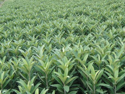 种枇杷树要死人真假 为什么枇杷树要老人栽没影响