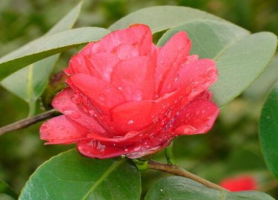 茶花养护要注意什么问题 暖房养护茶花有哪些是需要注意的