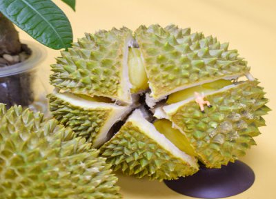 宠物狗狗可以吃榴莲吗