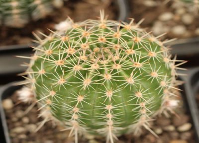 仙人球开花是什么原因 仙人球花朵干枯是什么原因引起的