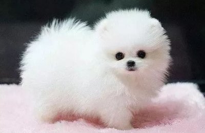 十大家养宠物犬排行榜 适合家养的干净小型犬排名