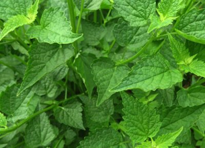 藿香叶冷冻保存 藿香叶可以冷冻保存吗