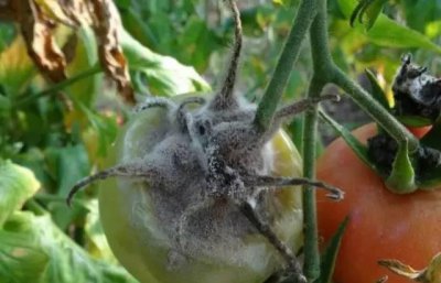 番茄灰霉病的发病规律与症状特点 西红柿灰霉病防治方法