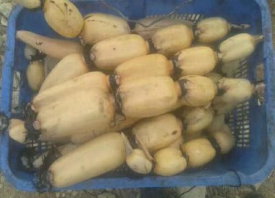 莲藕病虫害预防 莲藕打什么药好