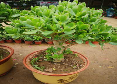 怎样才能养一盆健康好看的玉树 有哪些养护技巧