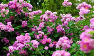 蔷薇的种植方法和注意事项 蔷薇怎么种植