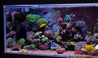 客厅放什么装饰品旺财 在客厅放什么装饰品可以旺财