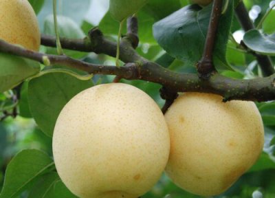 皇冠梨是雪梨吗 正宗河北皇冠梨和雪梨的区别图片