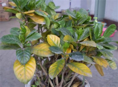 植物叶子发黄是什么原因 引发盆景植物黄叶的常见4大因素