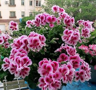 什么花适合家里养花期又长 适合室内养的花期长的花