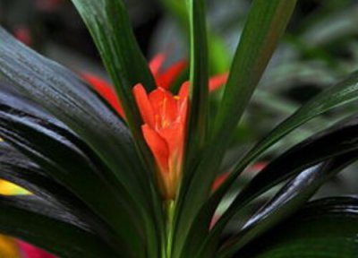 君子兰什么季节开花 开花月份