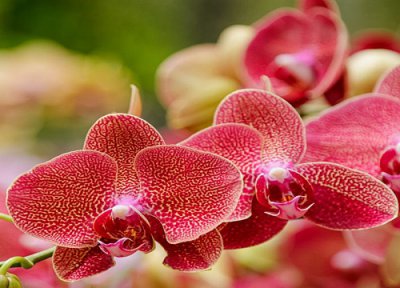 蝴蝶兰叶黄了怎么处理 蝴蝶兰叶片发黄穿孔该怎么预防