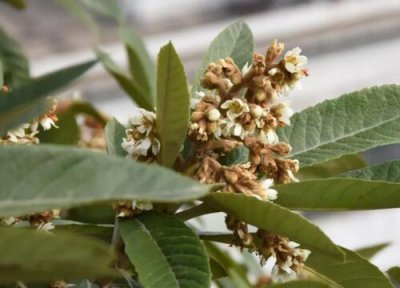 枇杷树什么时候开花 几月开花结果