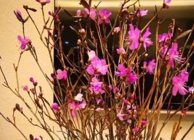 野杜鹃什么时候开花 几月份开花