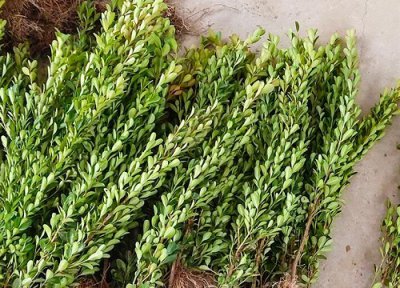 黄杨树移栽时间 黄杨树什么时候移栽好