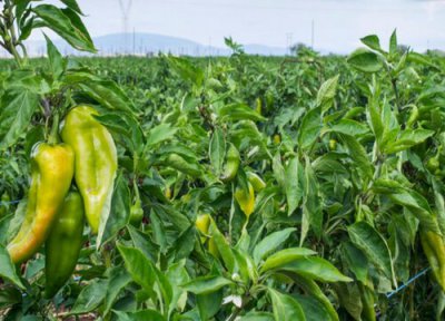 长叶子不开花原因 辣椒只长叶子不开花