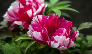 冬天室内怎样养好牡丹 牡丹冬季室内怎么养