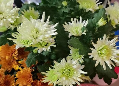 千头菊什么时候开花 一般几月份开花