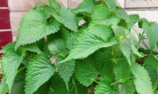 藿香叶泡水喝的功效是什么呢 藿香叶泡水喝的功效有哪些