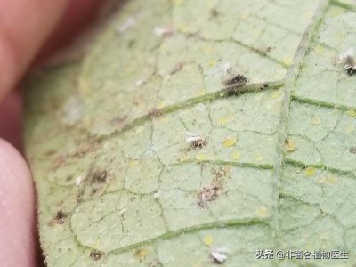 白粉虱最怕什么药 白粉虱用什么农药最管用最有效果