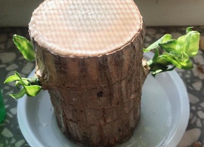 巴西木花语和寓意 代表着什么意思